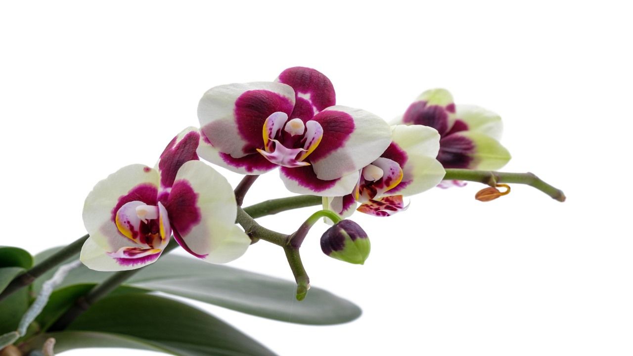 Orchidea viola coltivare casa