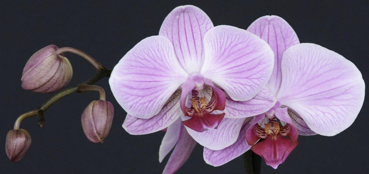 Orchidea lilla radici