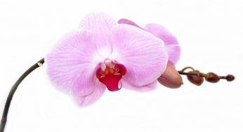 Cosa ce ne facciamo delle orchidee sfiorite? Scopriamolo insieme