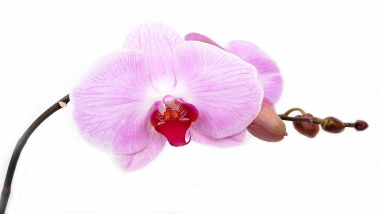 Orchidea lilla fiori