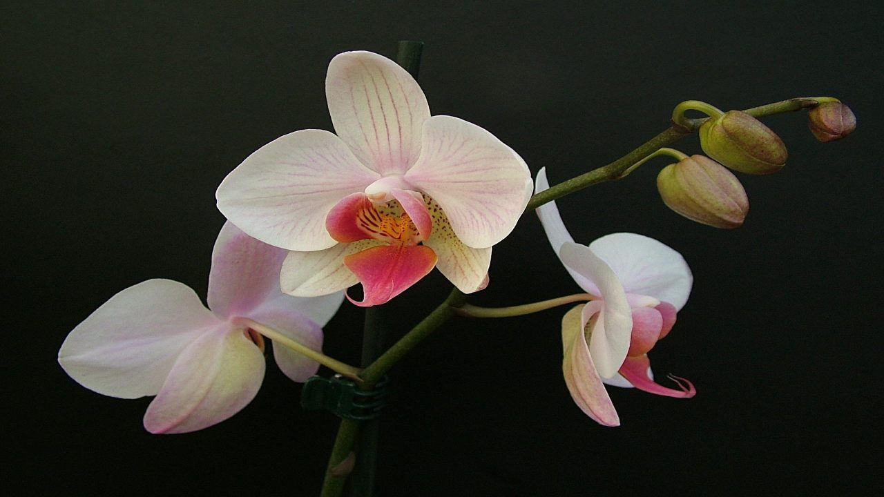 Orchiea crema fioritura