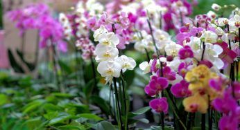 Orchidea con steli sfioriti: in molti li tagliano, ma non sempre è la soluzione giusta
