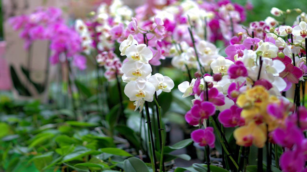 Orchidee fiorite stelo potatura