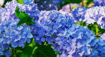 Ortensie blu e azzurre: coltivarle è facilissimo. Ti basta fare così
