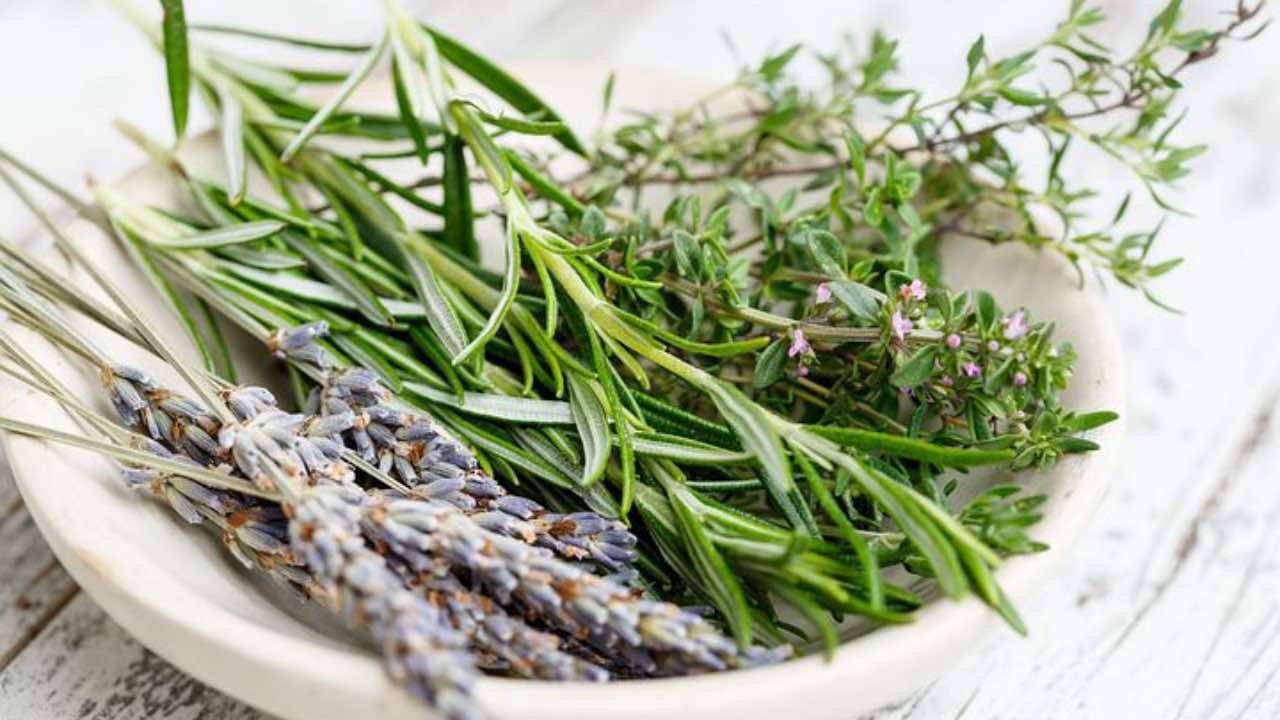 piante aromatiche proprietà