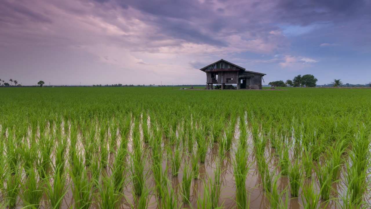 agricoltura idroponica risaia