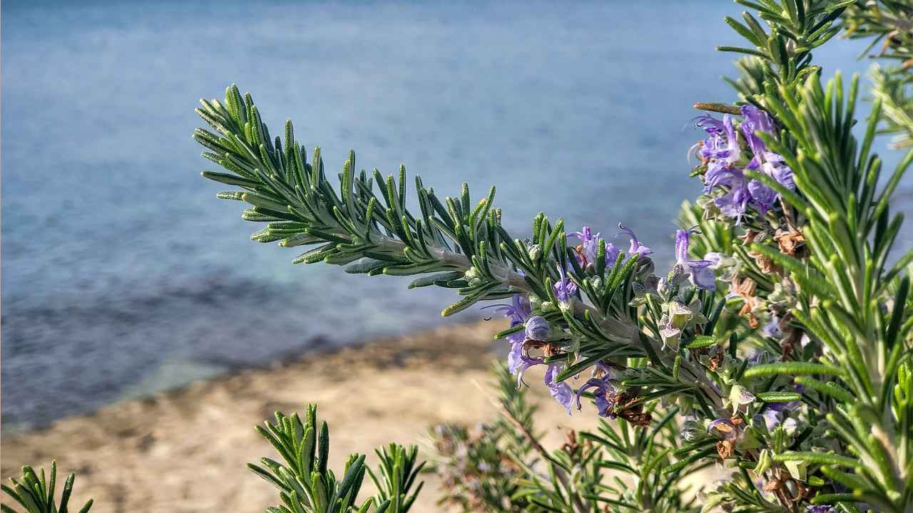 Rosmarino tecnica segreta