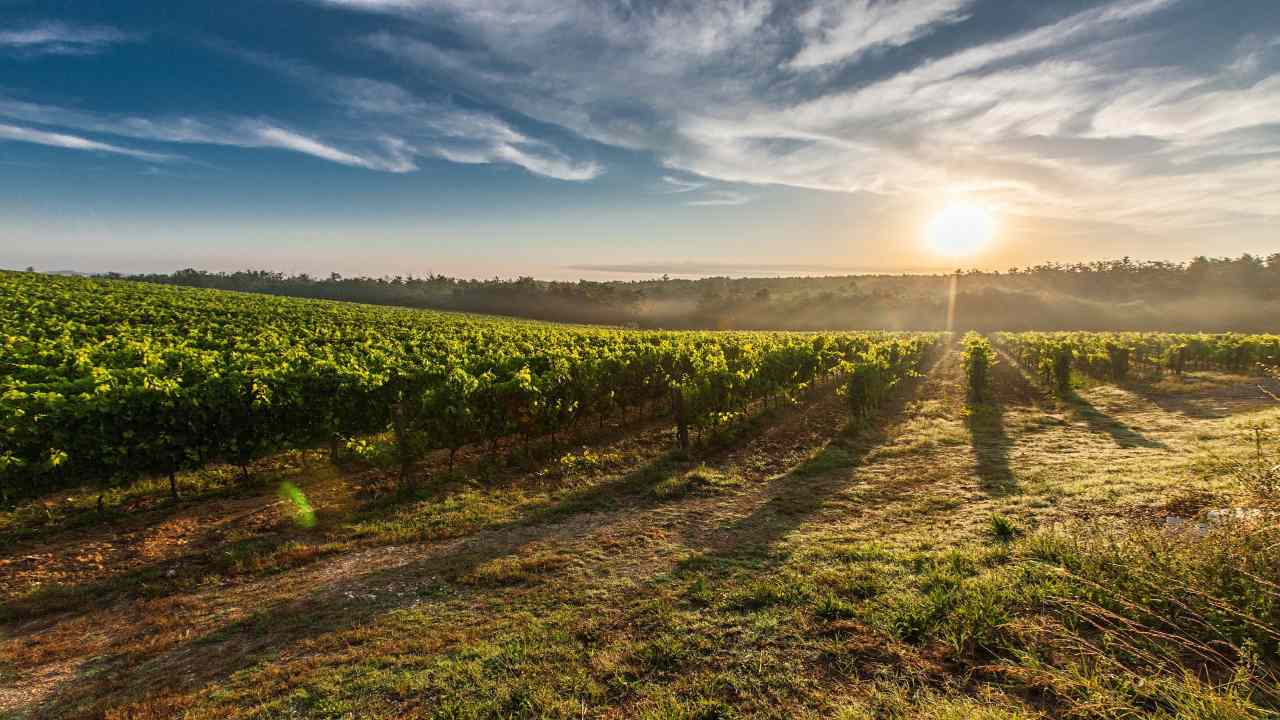 Agricoltura asta terreno