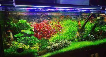 Acquascape: tutto sul giardino acquatico. Realizzarlo è semplicissimo, basta fare così