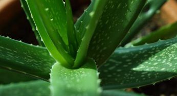 Aloe vera: coltivarla in casa è semplicissimo. Gli step che ti renderanno molto fiera