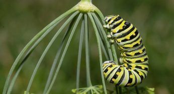 Bruchi verdi nell’orto: il rimedio biologico per evitare che finiscano nell’insalata