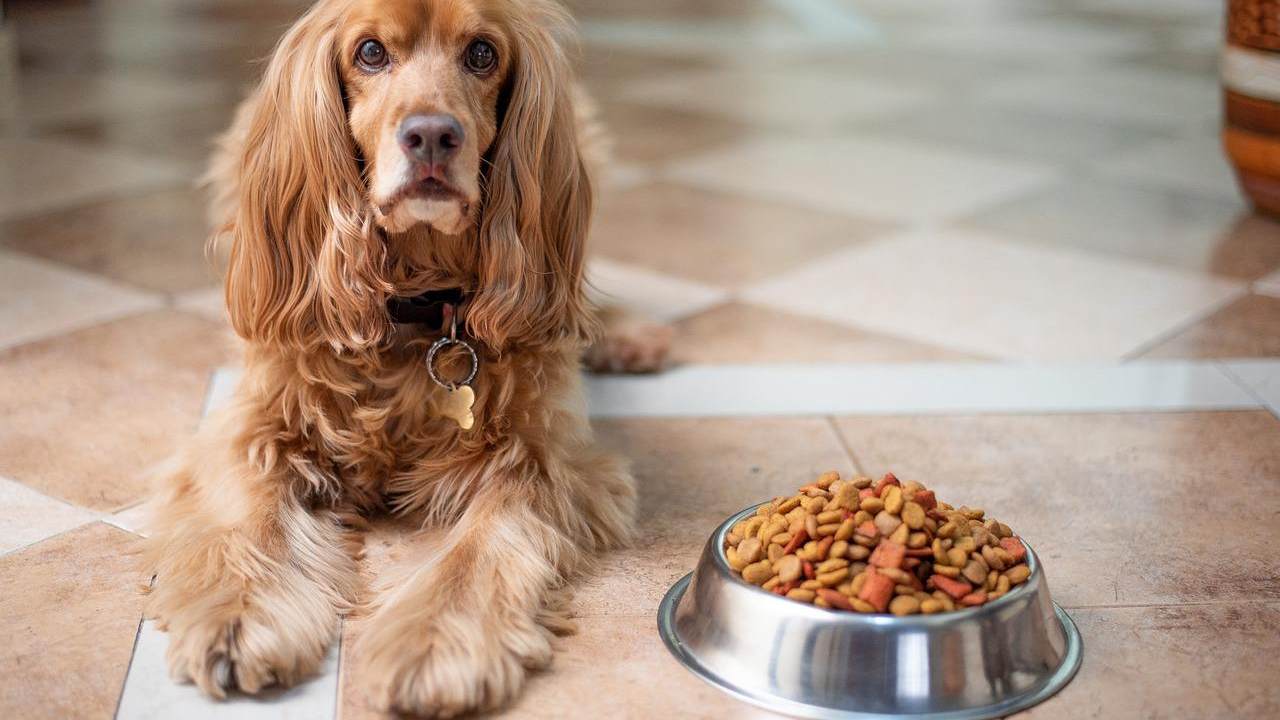 alimentazione cani insetti