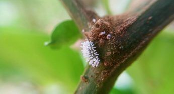 Cocciniglia cotonosa: bastano 3 mosse per mandarla via. Non indugiare, inizia a lavorare