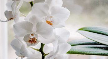 Orchidea che non fiorisce, puoi ravvivarla così. I rimedi più efficaci che ti aiuteranno