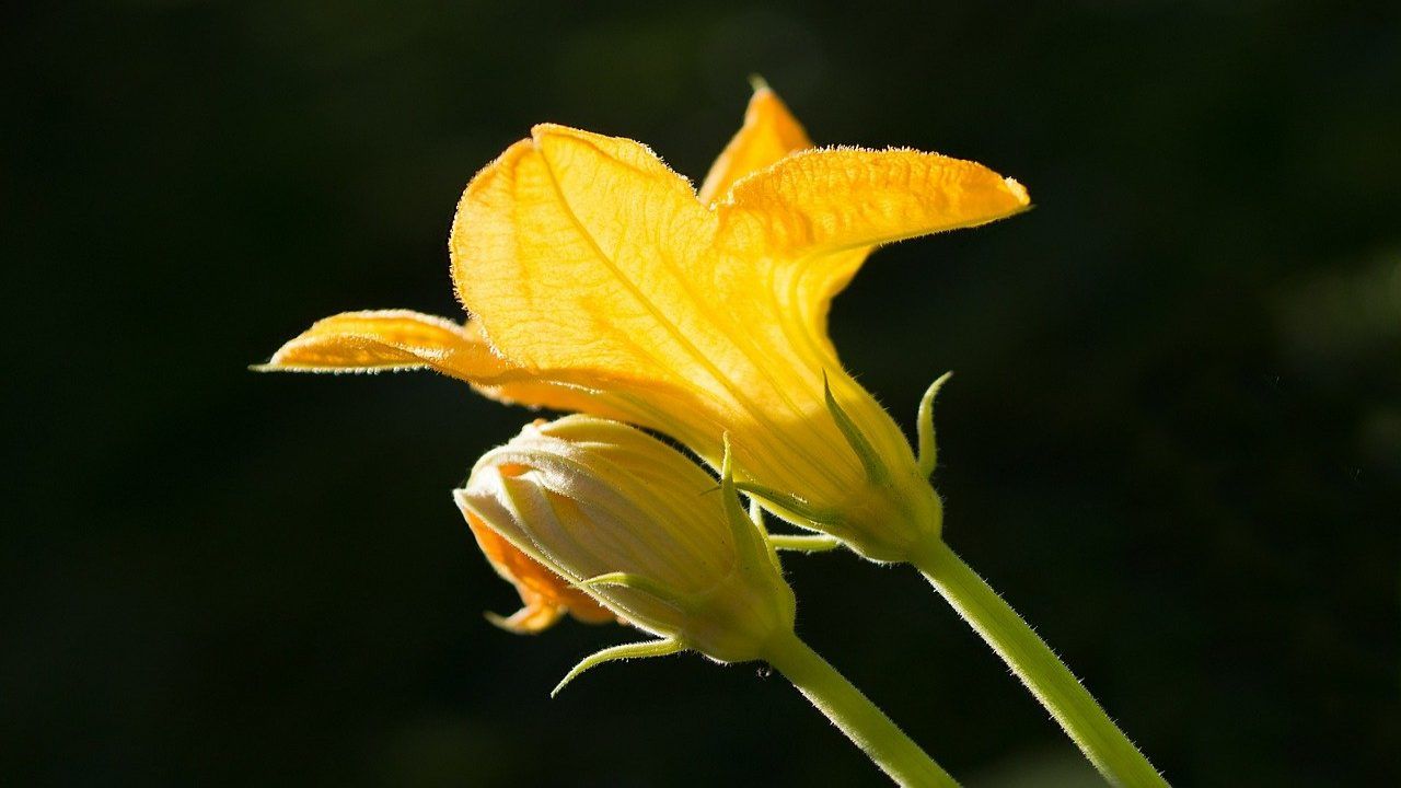 Fiore di zucca toccasana organismo proprietà