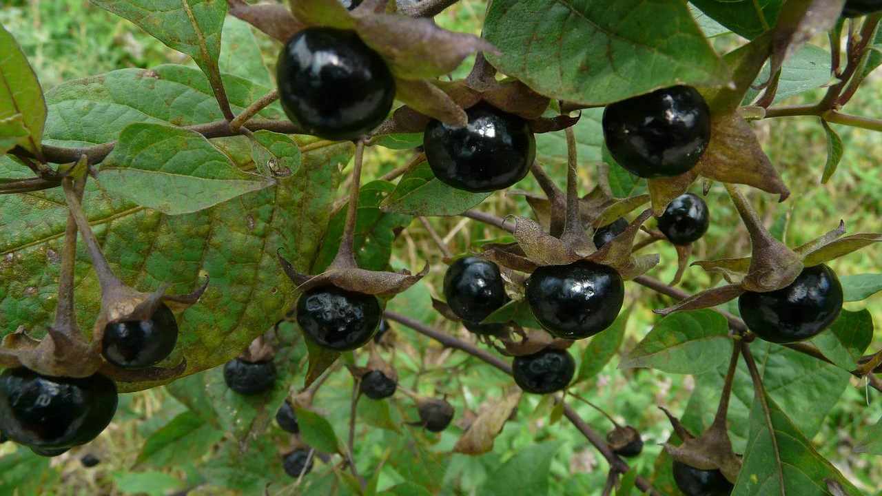 belladonna proprietà controindicazioni