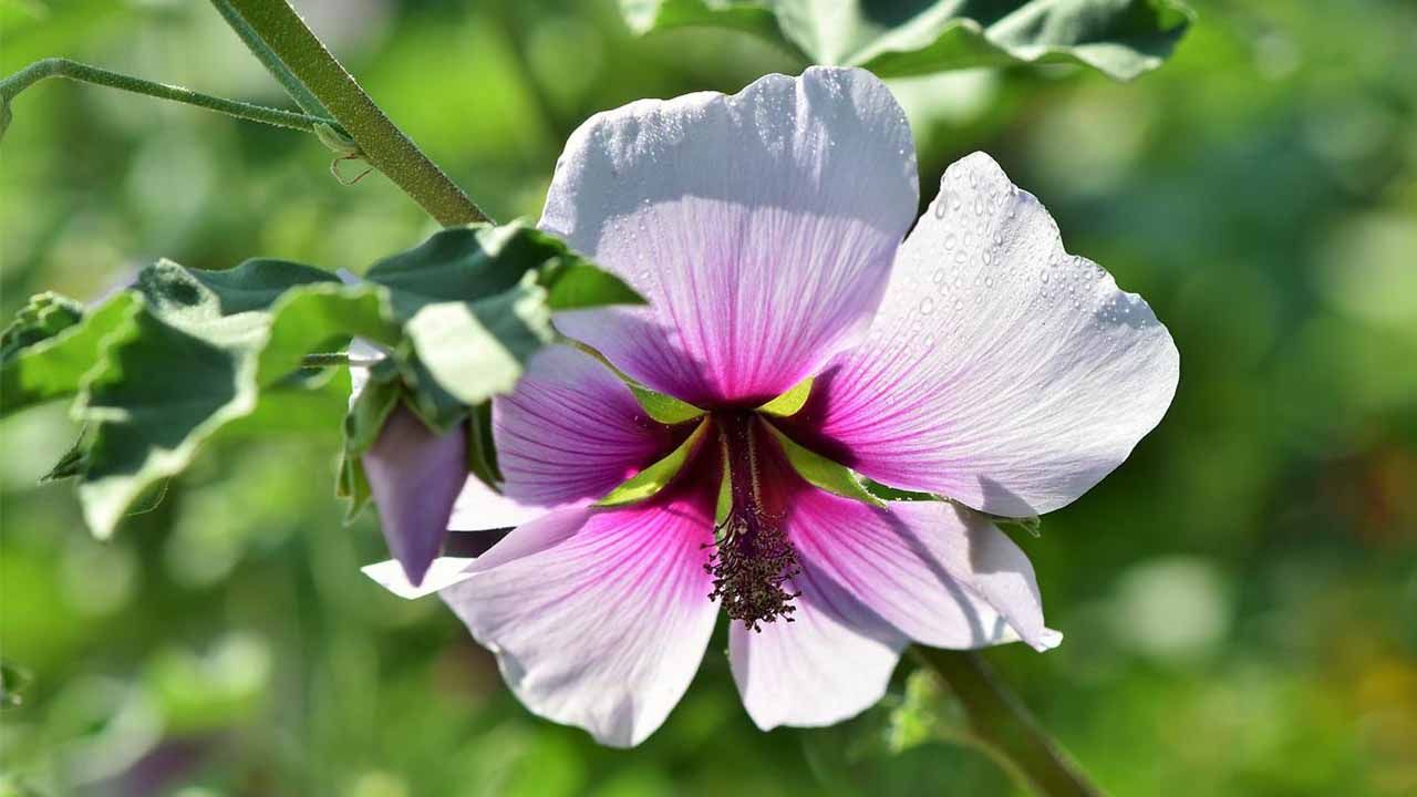 Fiore della pianta di malva