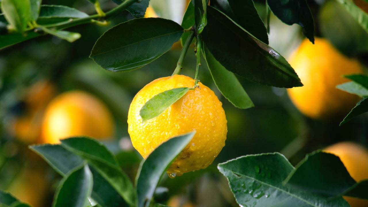 limone vaso tecnica corretta