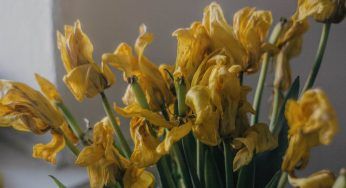 Fiori appassiti, è questo il metodo corretto per averli sempre freschi e profumati