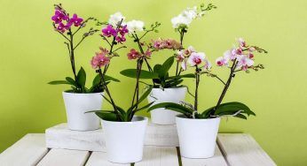 Orchidea dalle foglie pulite: ti spieghiamo perché dovresti prendertene cura