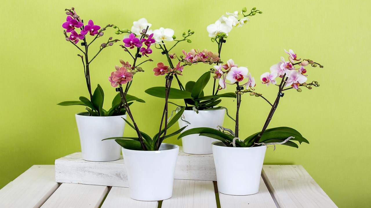 Corteccia di abete orchidea 4 quart trattata termicamente per recinti per  rettili e vasche bioattive -  Italia