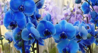 Orchidee blu, il segreto lascia tutti a bocca aperta. Erano in pochi a saperlo