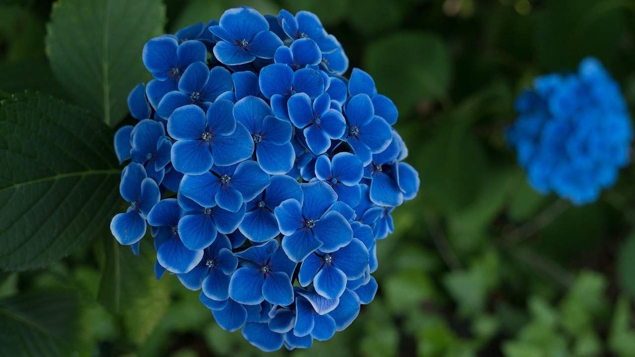 ortensie blu cambiare colore