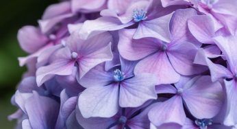 La nonna lo cambia così il colore alle ortensie, che idea formidabile ed ingegnosa