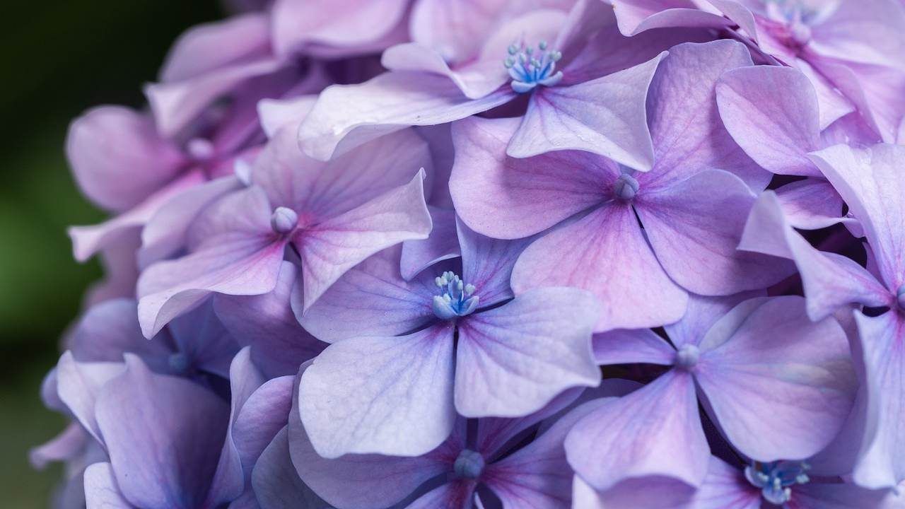 Ortensia nonna cambia colore