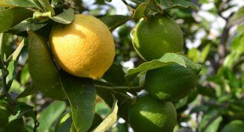 Limone malato, ti basta guardare le foglie. Il trucco semplice che ti aiuterà nell’impresa