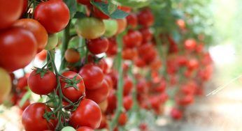 Pomodori: coltivazione casalinga e rimedi contro gli afidi. Tutto quello che c’è da sapere