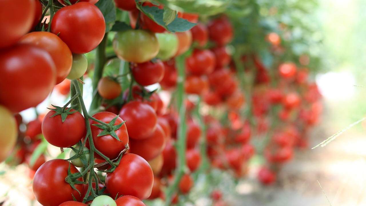 coltivazione pomodori rimedi afidi