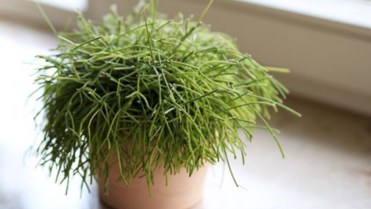 rhipsalis verde benefici stress