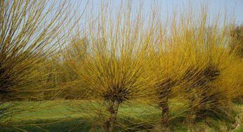 Salice da vimini: tutte le curiosità sull’albero dei cesti