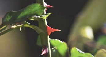 Rose: se togliessimo le spine? Incredibile ma vero, scopri cosa succede