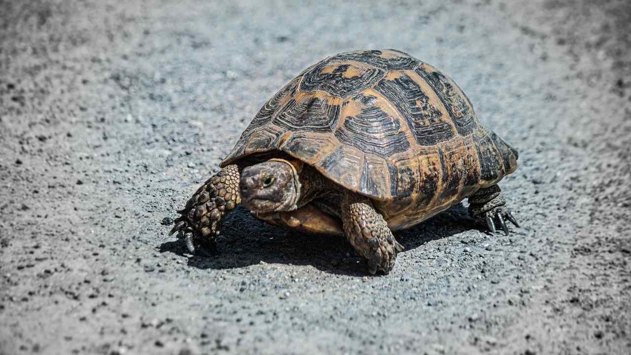 tartarughe difficoltà come comportarsi