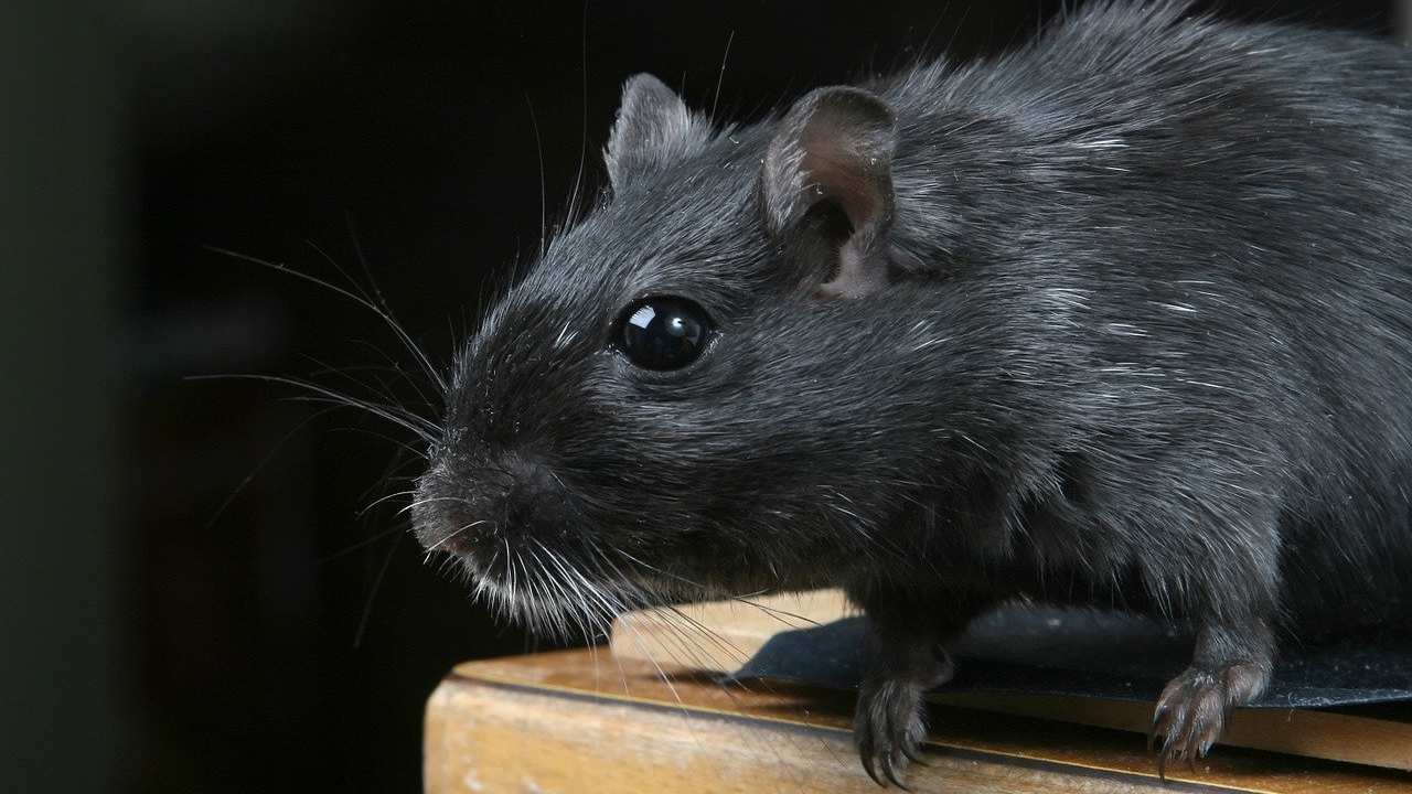 ratto nero specie diffusa Europa