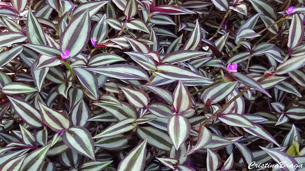 Tradescantia coltivare pianta