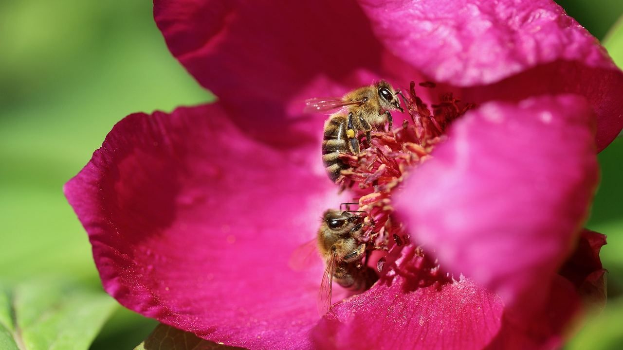 impollinazione rischio causa