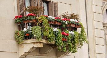 Balcone sempre colorato, sono questi i fiori perenni che non ti deluderanno tutto l’anno