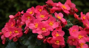Per avere una begonia sempre fiorita, questi sono i suggerimenti più efficaci