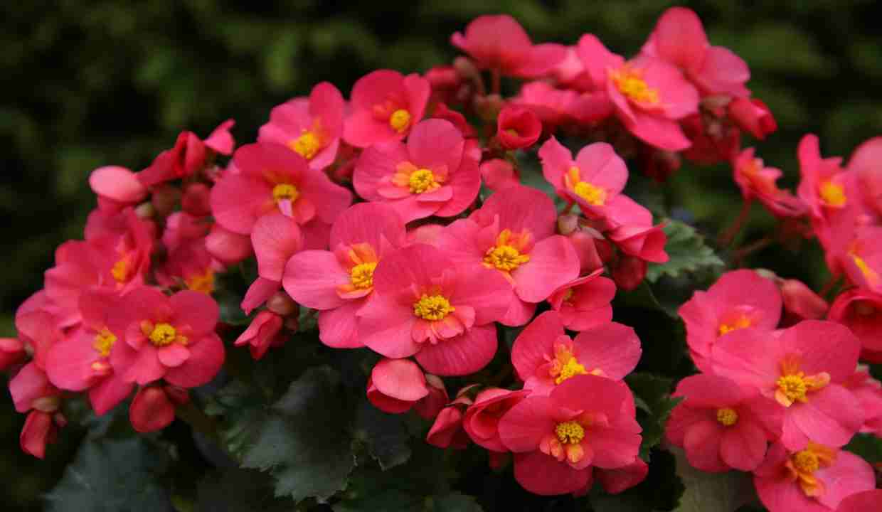 begonia sempre fiorita consigli