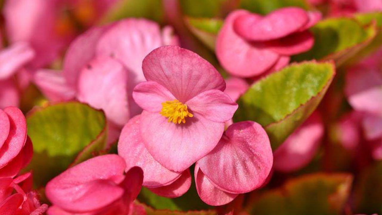 begonia pianta varietà