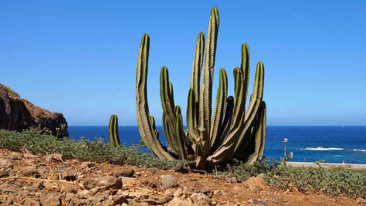 cactus day notizie