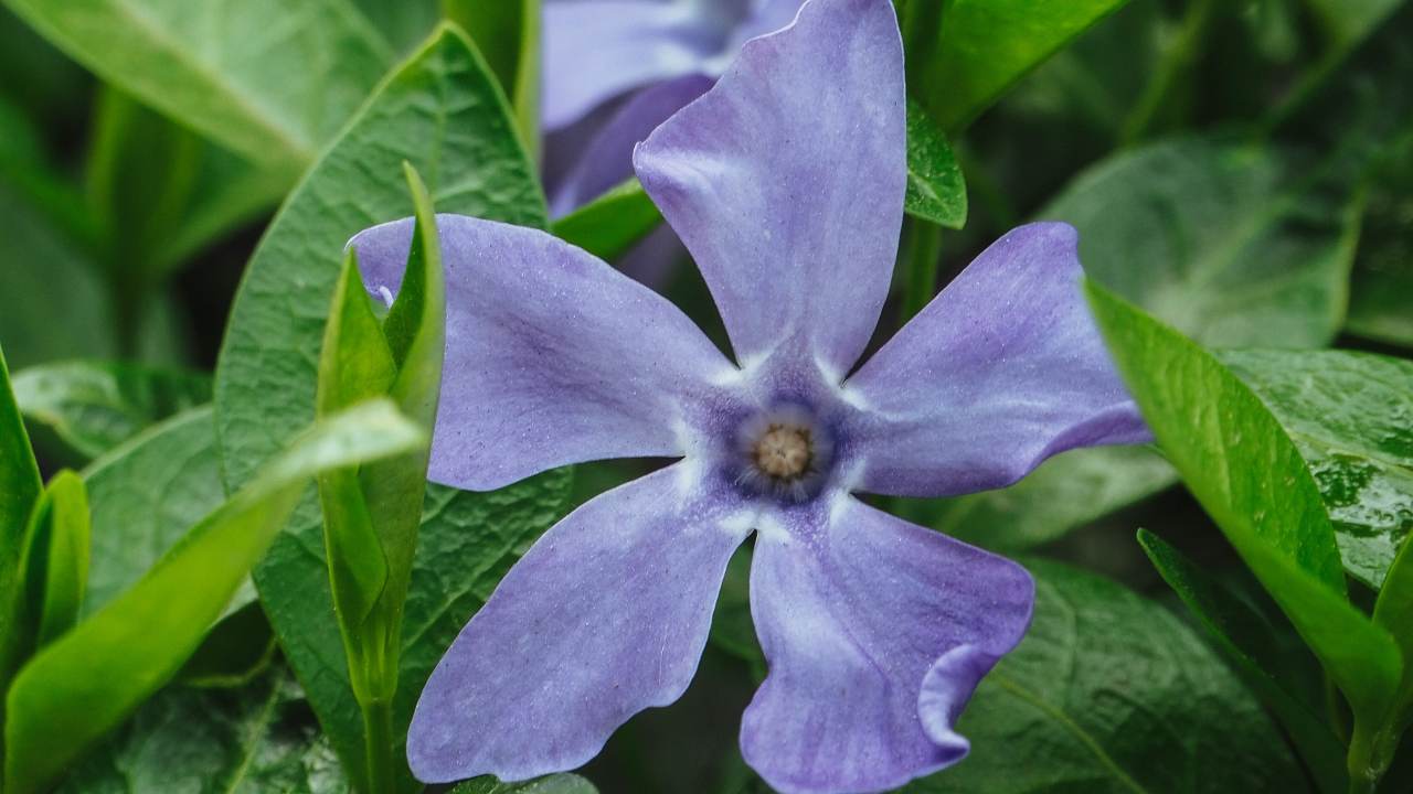 cnsolida maggiore pianta officinale