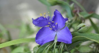 Piante della sfortuna. La tradizione antica ci parla delle più temibili
