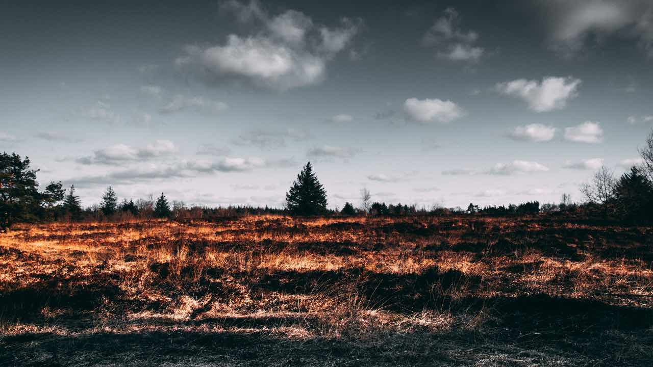 foresta bruciata estinzione