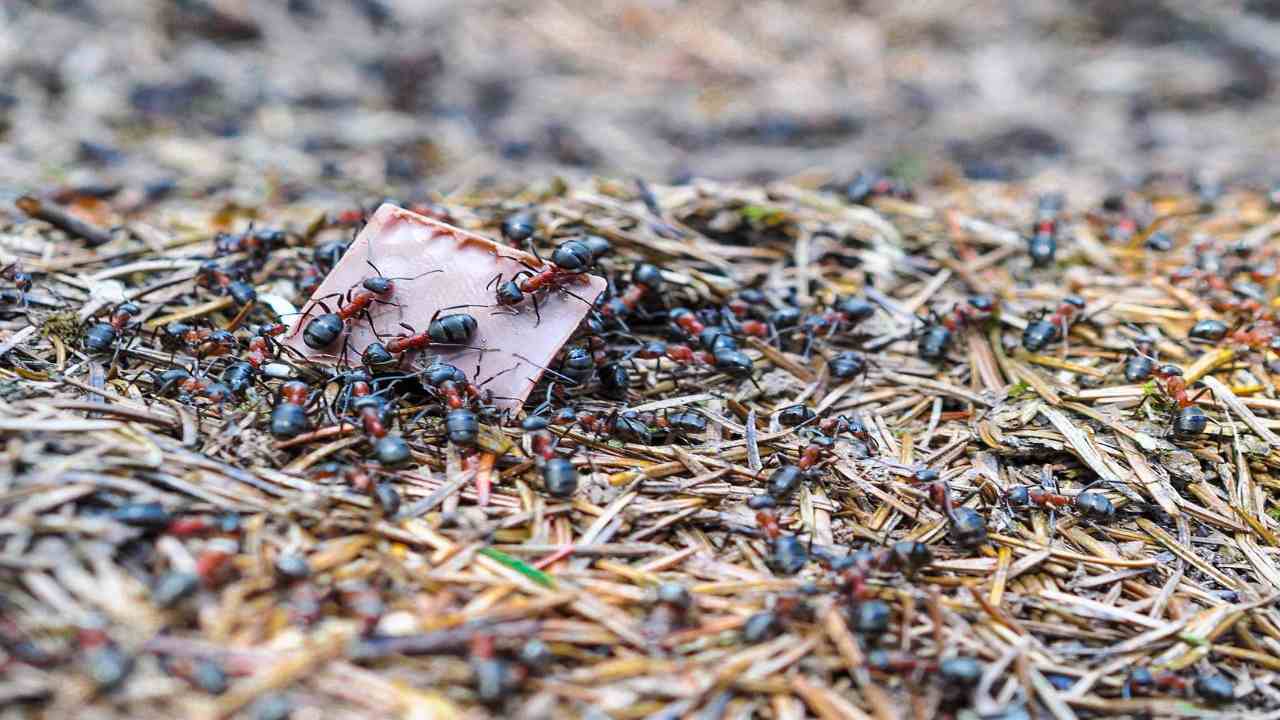 Formiche formicaio orto rimedi soluzione problema