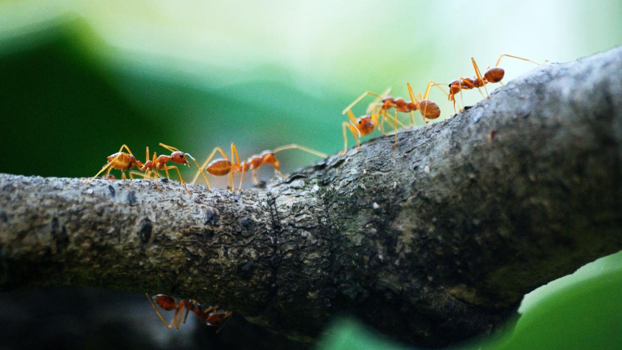 formiche alberi rimozione