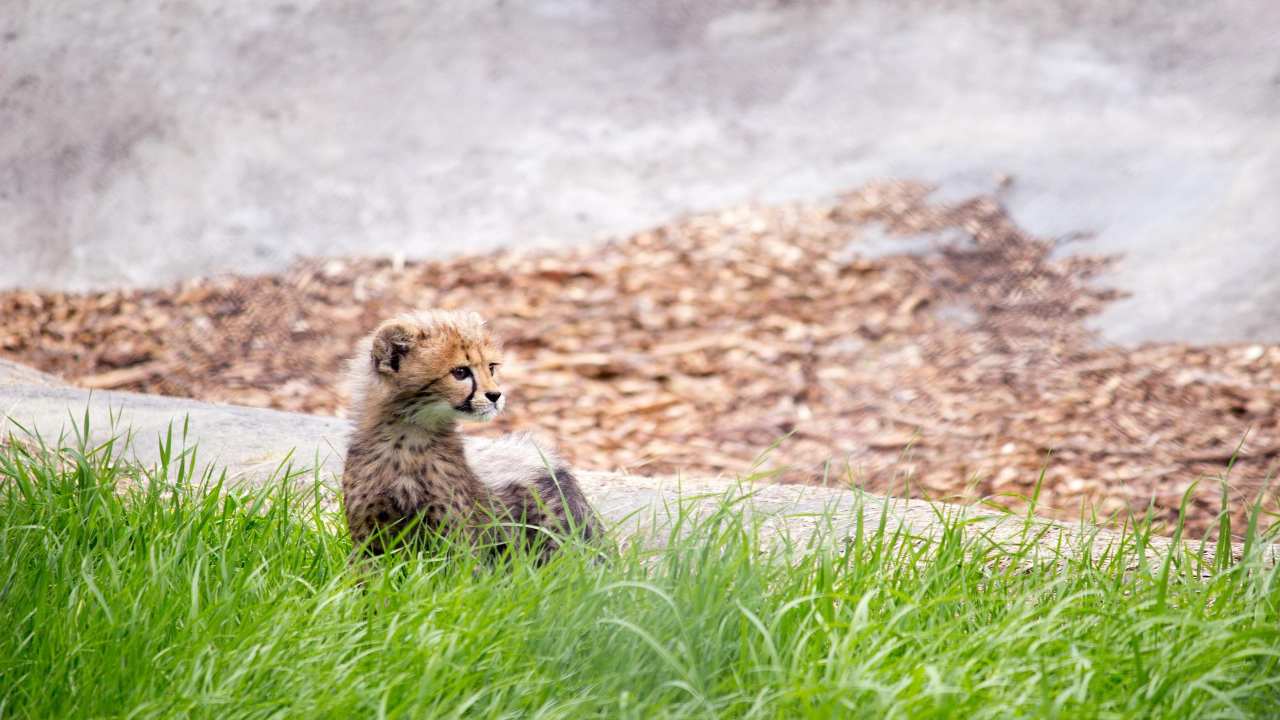 Ghepardo Iran cucciolo